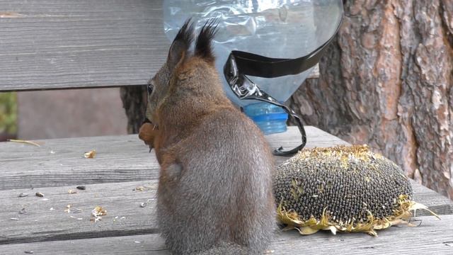 Только Черныши лакомятся семечками из подсолнухов, рыжие белки их полностью игнорируют. смотреть онлайн