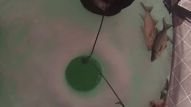 Ice fishing for white bass and a Muskie swipe missed my white bass 2015 смотреть онлайн