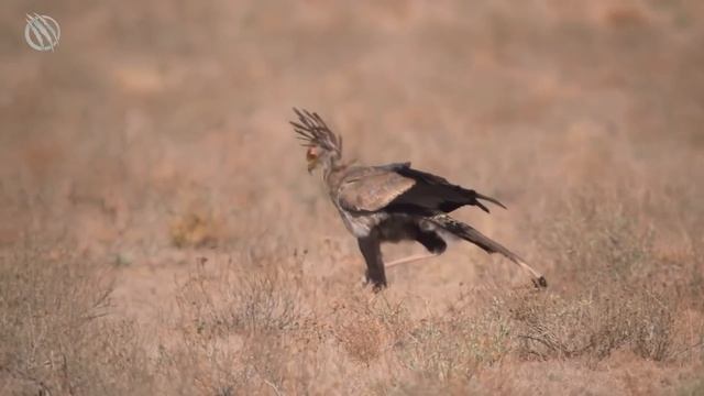 SECRETARY BIRD ─ A Fierce Dancing Snakes Killer! Secretary Bird vs snakes смотреть онлайн