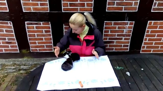 Как правильно выбрать кролика? Покупка крольчёнка. На что обратить внимание при покупке кролика. смотреть онлайн