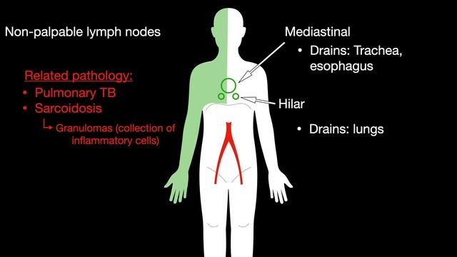Lesson 77 - USMLE Step 1 - Lymphatic drainage смотреть онлайн