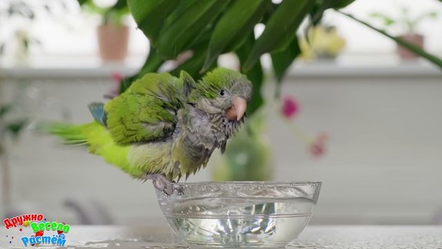 ДОМАШНИЕ ЖИВОТНЫЕ ДЛЯ САМЫХ МАЛЕНЬКИХ + Звуки животных для детей + РАЗВИВАЮЩИЕ МУЛЬТИКИ ДЕТЯМ смотреть онлайн