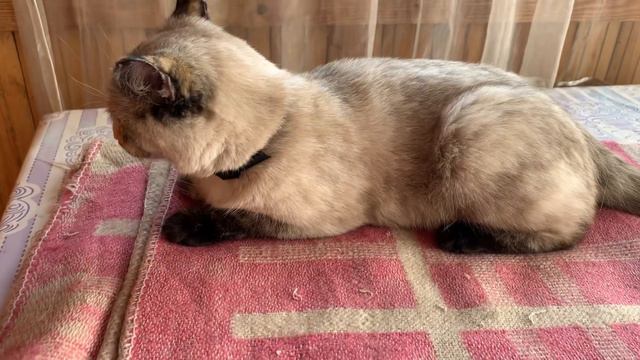 В день по рядку..//Пристраиваем урожай//С пополнением!//Я сделала это!//А где сено?// смотреть онлайн