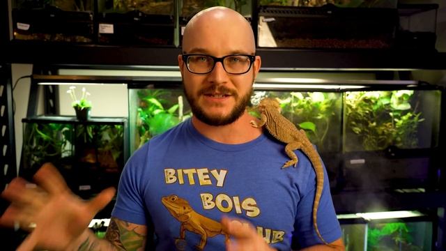 The 5 Most ILLEGAL Reptiles You Can Not Keep and 5 Close Alternatives You Can! смотреть онлайн