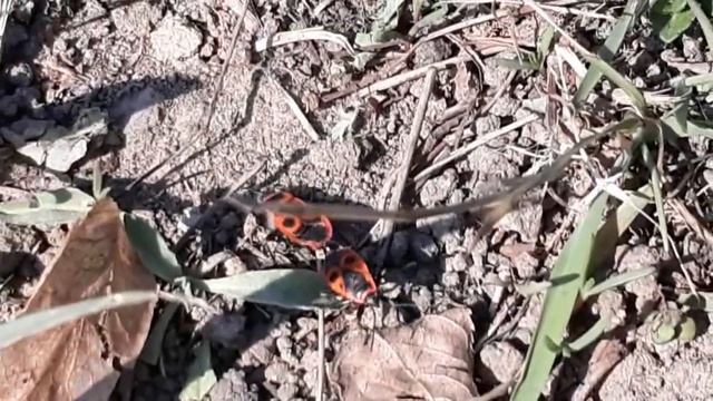 Летка - енька весенняя... смотреть онлайн