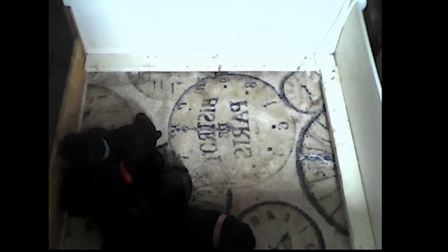 Щенки голубого французского бульдога смотреть онлайн