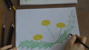 Как нарисовать одуванчики карандашами просто от 4х лет