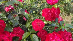 Роза Дик Кларк и К