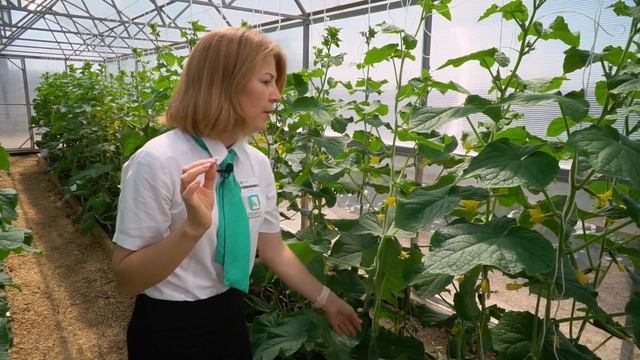 Очень урожайный и ранний огурец для теплиц и открытого грунта. Огурец для засолки и маринования. смотреть онлайн