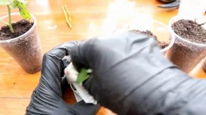 САМЫЙ ЛЕГКИЙ способ УКОРЕНЕНИЯ черенков РОЗ с 100% гарантией