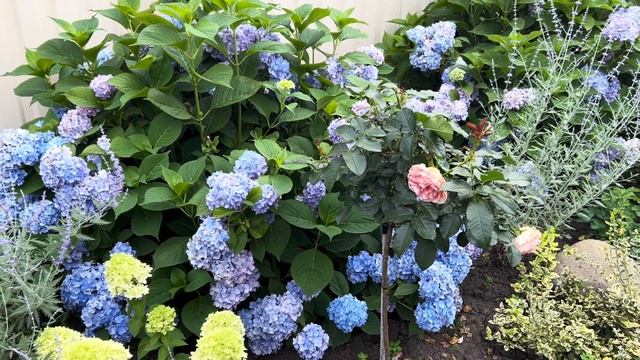 Гортензия крупнолистная, метельчатая, древовидная. Сорта. Прогулка по саду. смотреть онлайн