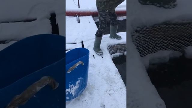 Рыбалка в Петровском основной водоём смотреть онлайн