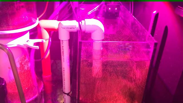 Red Sea Reefer tank at 10 months Part 1 смотреть онлайн