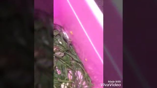 Моя ящерица смотреть онлайн