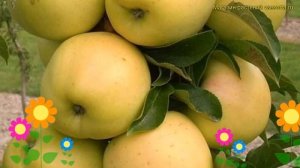 Яблоня колоновидная. Краткий обзор, описание характеристик, где купить саженцы malus Медок