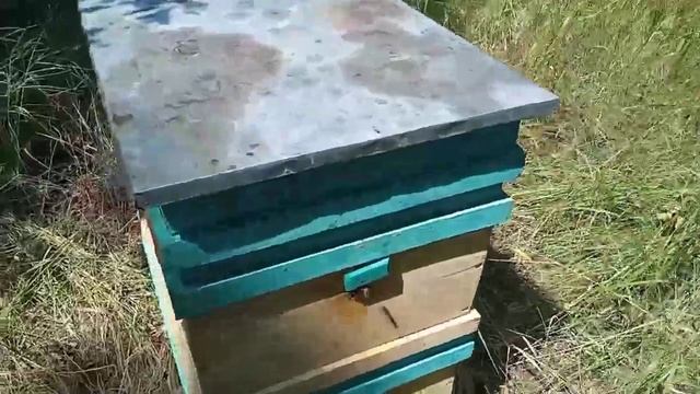 СКОЛЬКО МЕДА В УЛЬЯХ НА 26 ИЮЛЯ/ПЧЕЛОВОДСТВО ДЛЯ НАЧИНАЮЩИХ смотреть онлайн