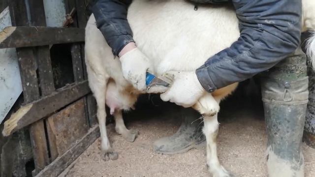 Обрезали копыта у Матильда