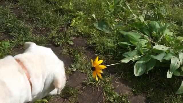 Оскар и дух пчелы смотреть онлайн