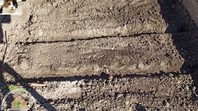 Как сажать Кориандр семенами в открытый грунт