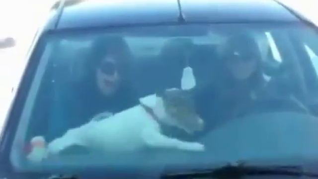 Кошки и собаки кто круче угар.... смотреть онлайн