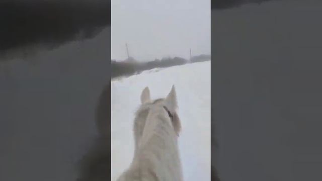 Лошади в тумане смотреть онлайн