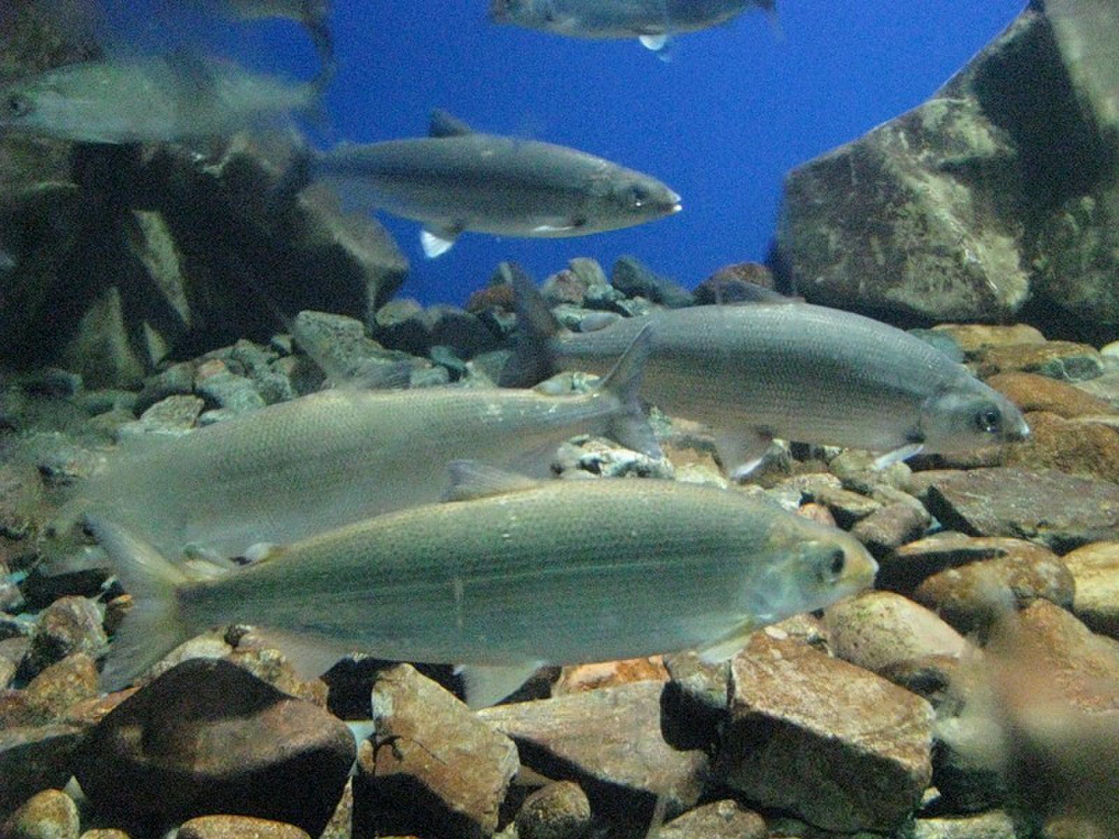 Нов.ускоренно.mp4 смотреть онлайн