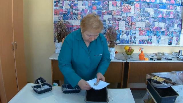 Как посеять Алиссум. Выращиваем Алиссум из семян. смотреть онлайн