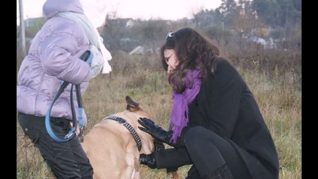 Бульмастиф Гоша смотреть онлайн