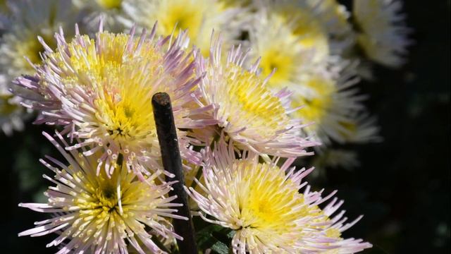 Мелкоцветковые выступают на Балу хризантем смотреть онлайн