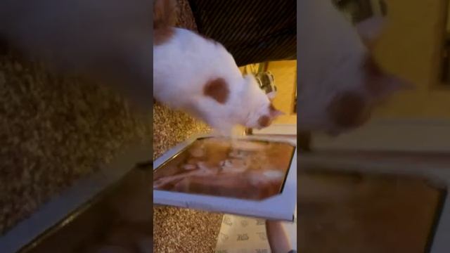 Кот против львов смотреть онлайн