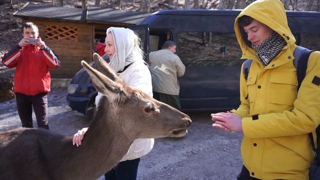 Прихожан в монастыре Святых Косьмы и Дамиана встречают косули) смотреть онлайн