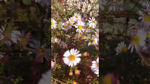 10.10.2021 _ На даче в Октябре)) часть 5 смотреть онлайн