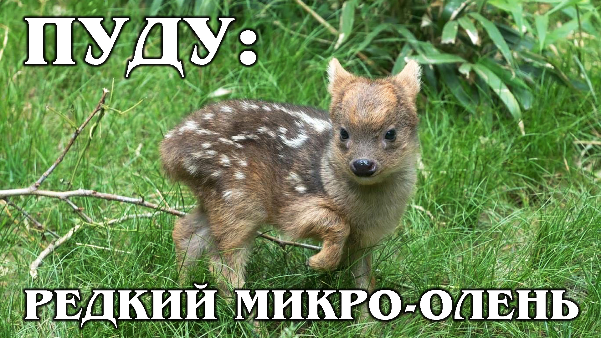ПУДУ: Самый маленький и редкий в мире олень | Интересные факты про оленей и животных смотреть онлайн