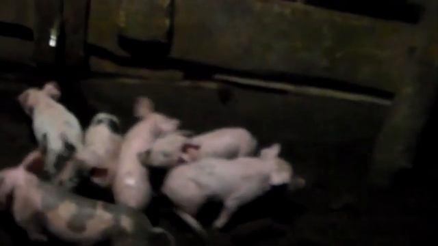 Уход за глубокой подстилкой "Водограй чистый хлев",тёплый пол у свиноматки с поросятами. смотреть онлайн