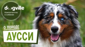 Австралийская овчарка - О породе - Как выбрать щенка Аусси?