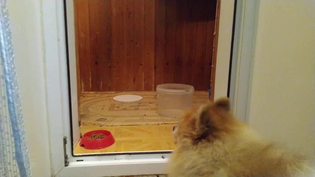 Шпиц "БАНАН" флиртует с крольчихой "ШУСТА" ч.1 смотреть онлайн