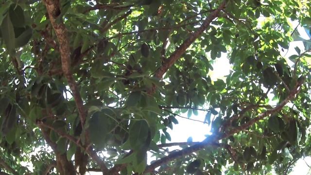 Греция КРИТ Ханья БОТАНИЧЕСКИЙ ПАРК смотреть онлайн