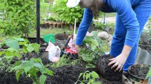 Как сажать крупнолистную гортензию