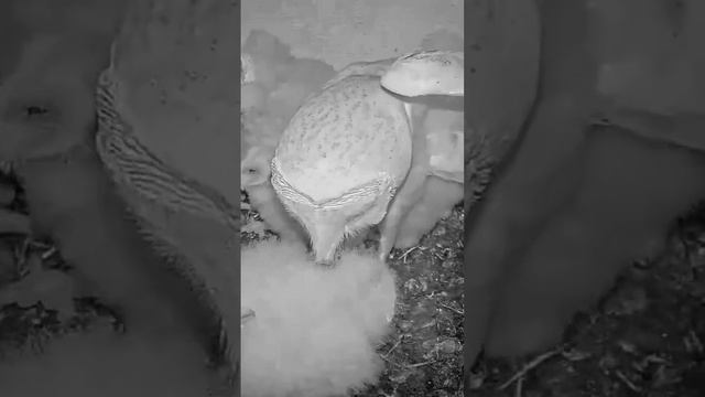 Short: barn owl dinner is served смотреть онлайн