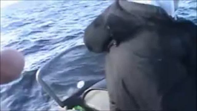 Рыбалка в Америке. Как мы ловим палтуса/ Halibut fishing in Washington смотреть онлайн