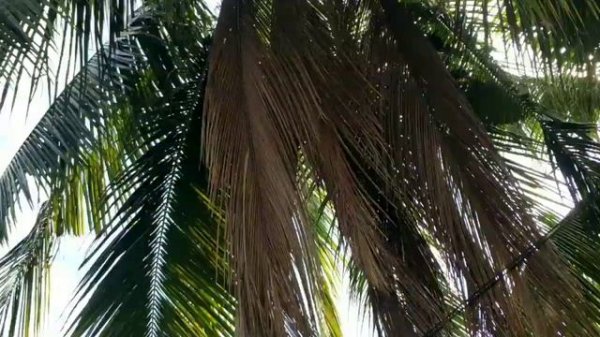 Вся ПРАВДА о кокосах | как растут кокосы на пальмах ?