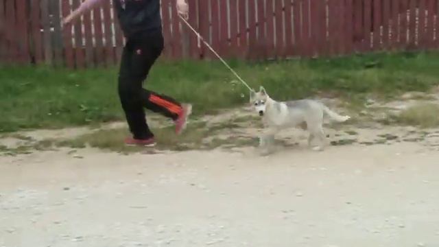 Саванна 17 недель смотреть онлайн