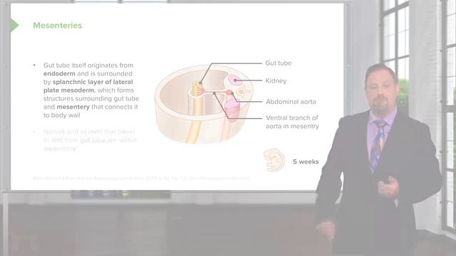 Early Gastrointestinal Development – Embryology | Lecturio смотреть онлайн