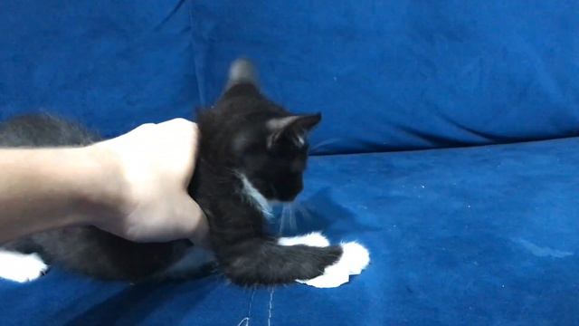 Смешной кот - барабанщик | Cute kitty drummer смотреть онлайн