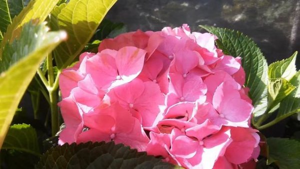 Hydrangea macrophylla Forever&Ever Red 2015г.