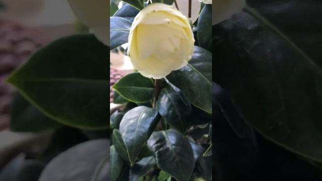 Камелия Dehlinega ... непередаваемый цвет сливочного масла.. смотреть онлайн