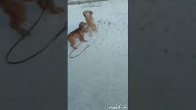 утренняя прогулка с Лорочкой！🐶 смотреть онлайн