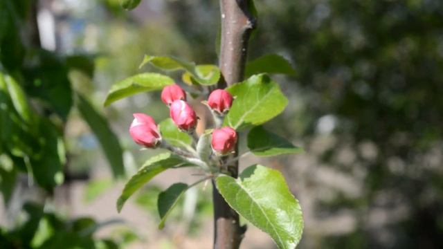 VLOG Утром на даче Весна, цветы, тюльпаны! смотреть онлайн