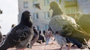 Звук голубя