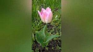 ЛУКОВИЦЫ ТЮЛЬПАНОВ  ПОСЛЕ ВЫГОНКИ. ЗАЦВЕЛИ?Я ДОВОЛЬНА)